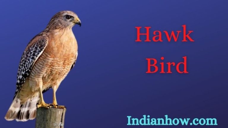 Hawk Bird
