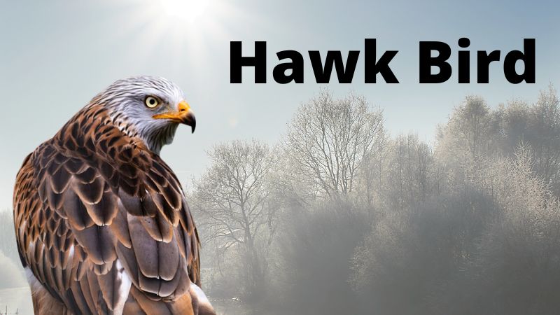 Hawk Bird 
