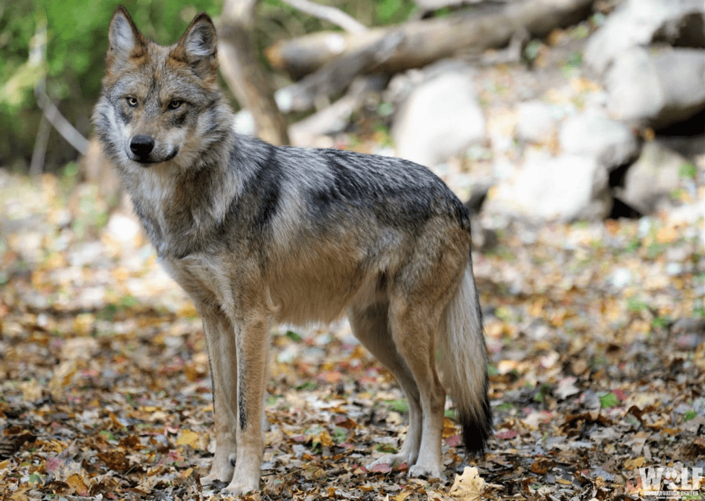 Maxican gray wolf image