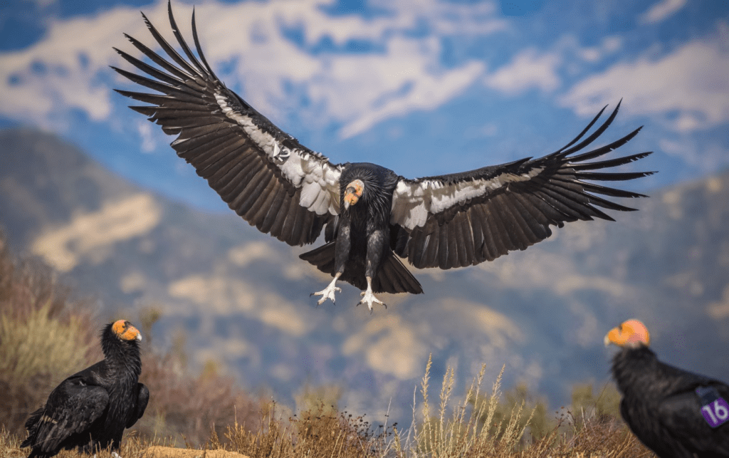 California condor- endangered animals in USA