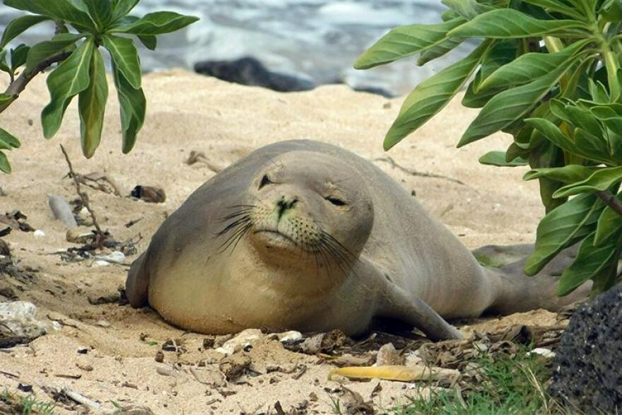 Hawaiian monk seal image