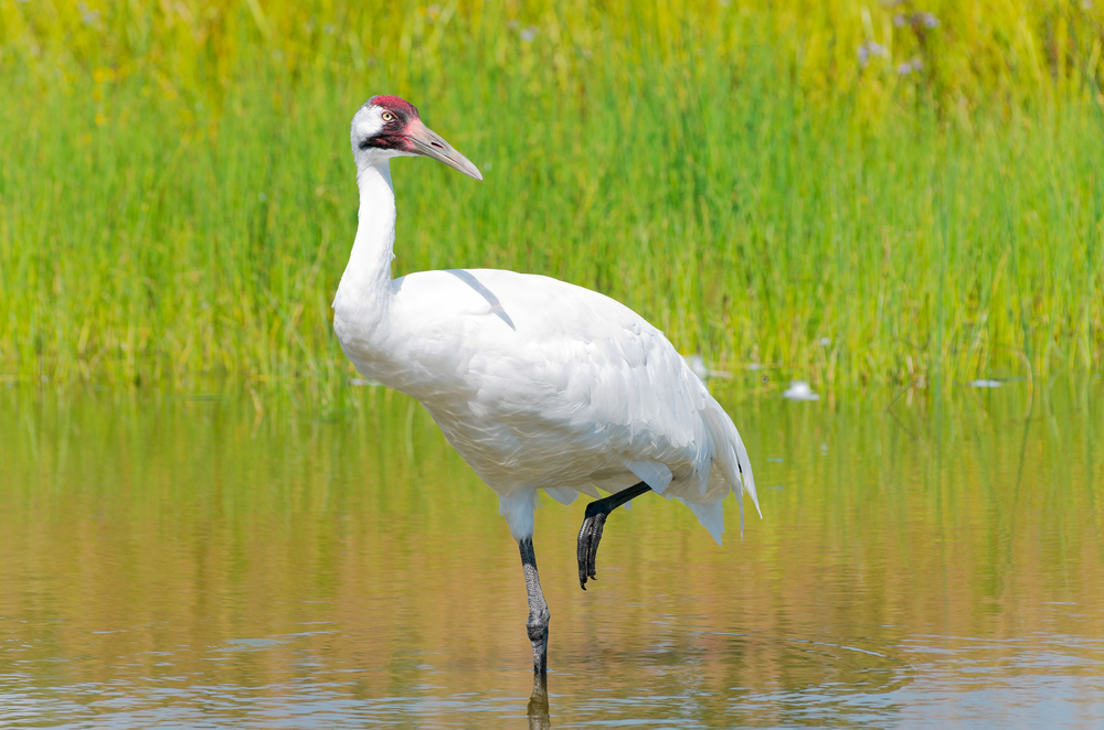 Whooping crane- top 10 endangered animals of USA