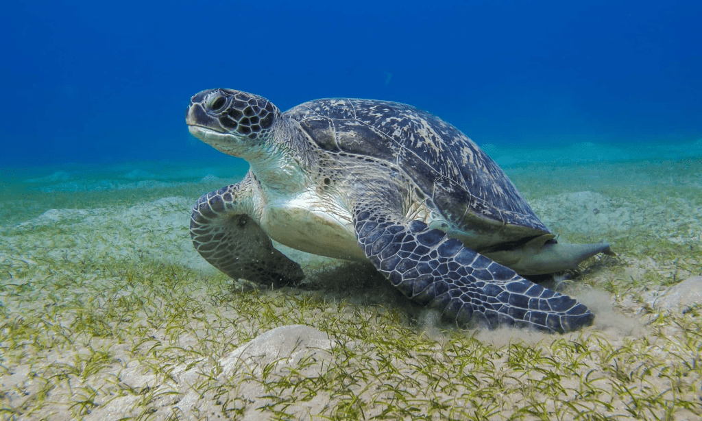 Leatherback sea turtle image