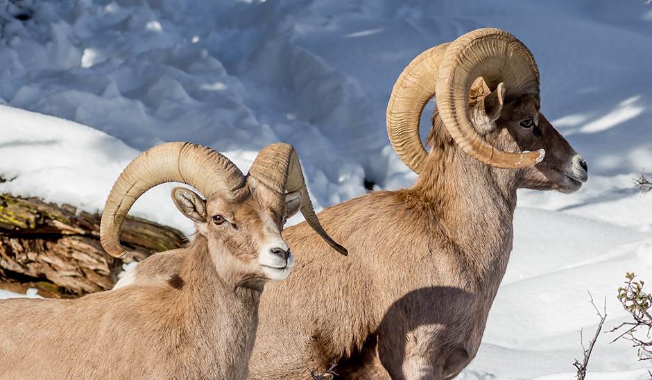 Sierra Nevada bighorn sheep image