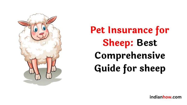 Pet Insurance for Sheep